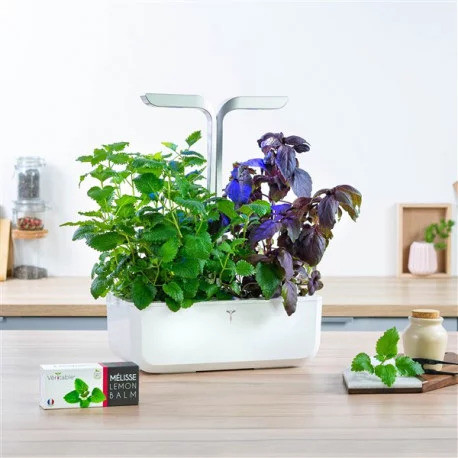 Véritable Lingot Meduňka lékařská - BIO